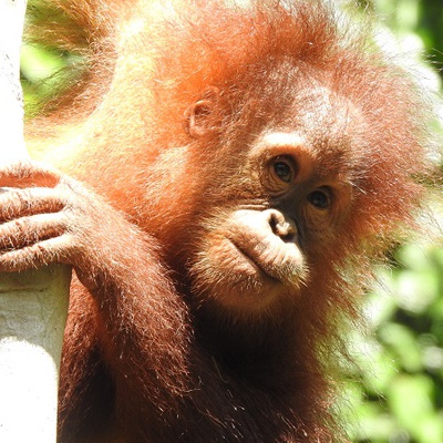 Orangutan Project - Sudin Orangutan Project - Sudin
