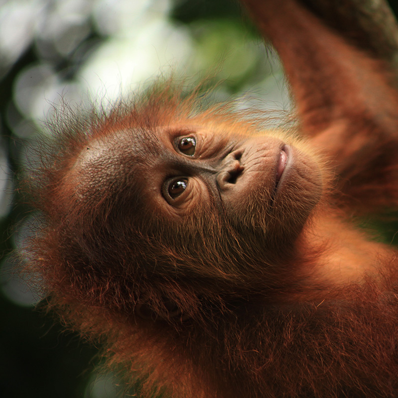 Orangutan Project - Sudin Orangutan Project - Sudin