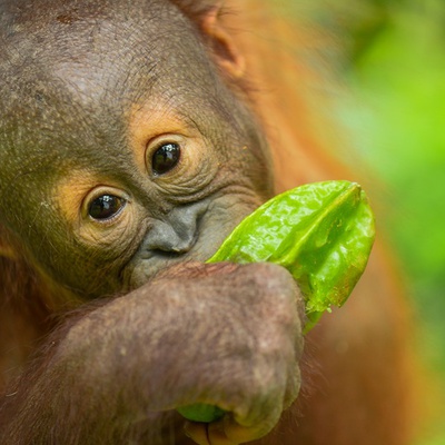 Harapi - The Orangutan Project Harapi - The Orangutan Project