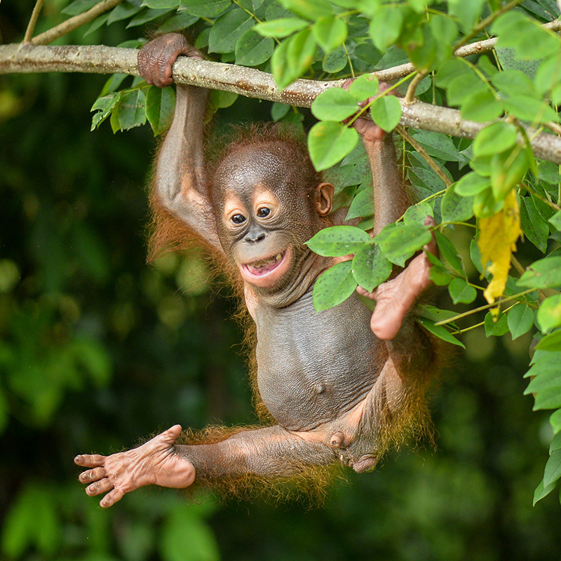 Harapi - The Orangutan Project Harapi - The Orangutan Project