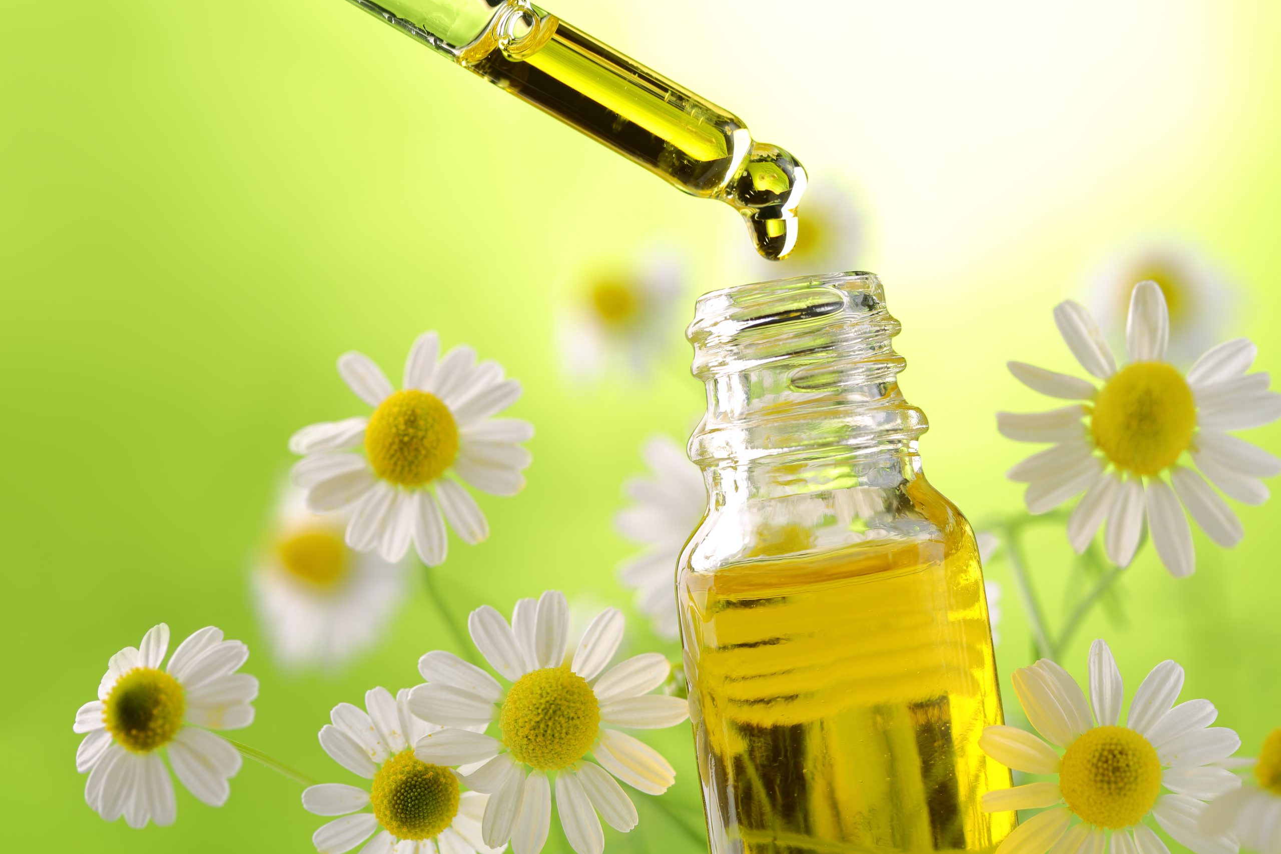 Chamomile Extract Chamomile Extract